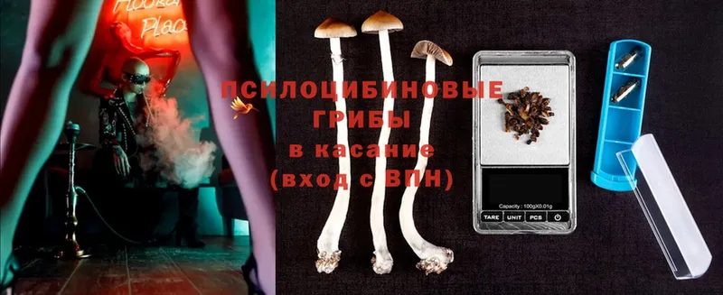 Псилоцибиновые грибы Cubensis  Бодайбо 